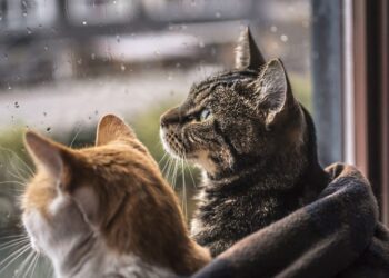 METEO // Se așteaptă ploi slabe pe întreg teritoriul țării