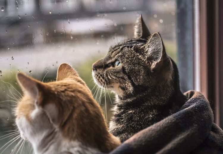 METEO // Se așteaptă ploi slabe pe întreg teritoriul țării