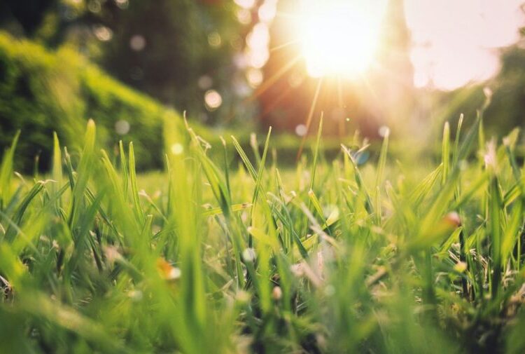 METEO // Primăvara își intră în drepturi. Soare și temperaturi ridicate în toată țara