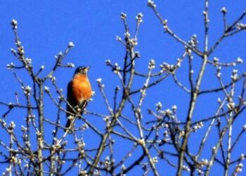 METEO // Cer variabil și temperaturi de primăvară