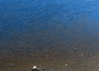 VIDEO // Pete uleioase, depistate pe râul Nistru în raioanele Ocnița și Soroca