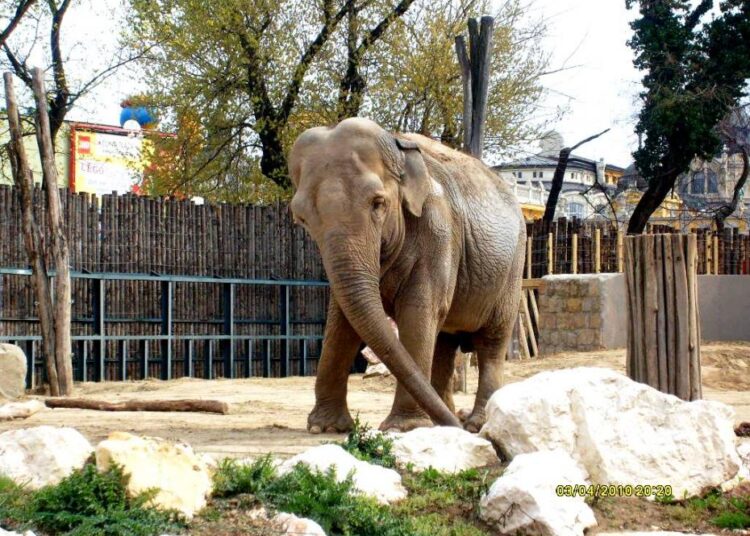 Animalele aduse la grădinile zoologice din Moldova vor fi incluse într-un registru electronic