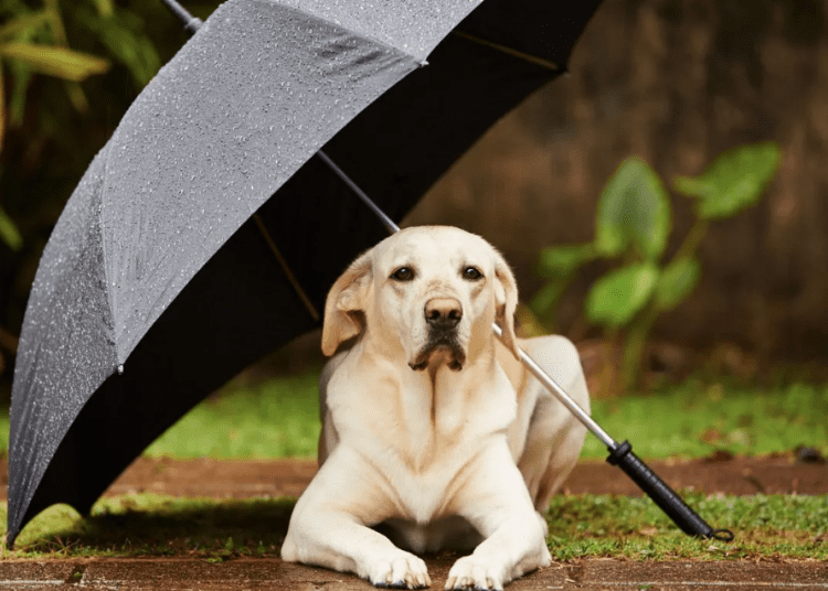 METEO // Se așteaptă ploi slabe în nordul țării. Câte grade vor fi astăzi