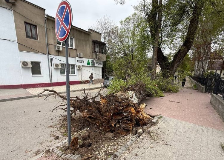 VIDEO // Vântul puternic face ravagii la Bălți: copaci doborâți și mașini avariate
