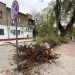VIDEO // Vântul puternic face ravagii la Bălți: copaci doborâți și mașini avariate