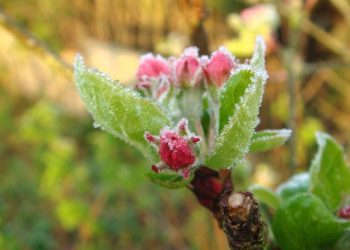 Ночные заморозки в Молдове. Жёлтый код продлён на 22 апреля