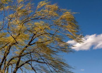 Meteorologii prognozează pentru ziua de mâine Cod Galben de vânt