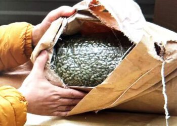 FOTO // ANSA a reținut la frontieră 15 tone de semințe de dovleac contaminate cu pesticide