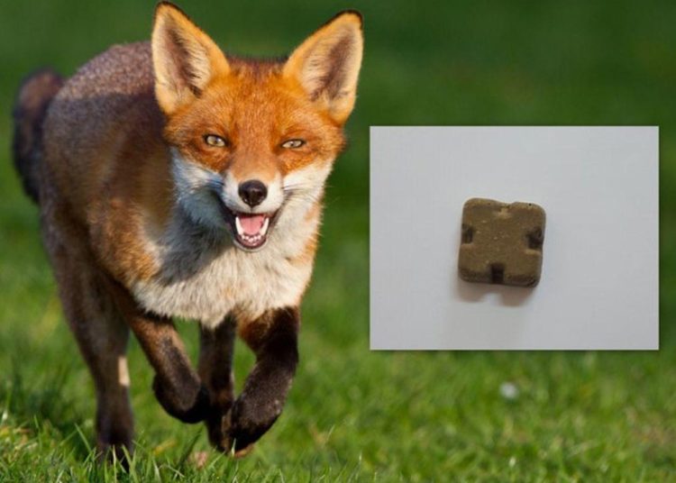 ANSA a dat start vaccinării antirabice a vulpilor. Recomandări importante pentru populație