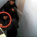 VIDEO // Avocata din Bălți care a transmis droguri clientului său în penitenciar, condamnată la 8 ani de închisoare. Ce pedeasă a primit clientul