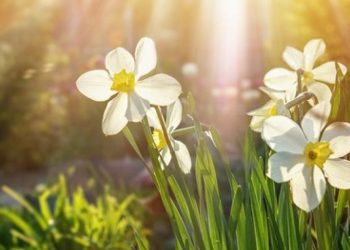 METEO // Temperaturi medii în ultima zi de aprilie