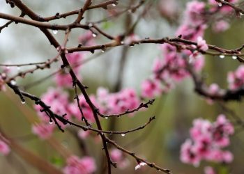 Avertizare Cod Galben: îngheț în nordul țării