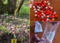 VIDEO // 68 de pachețele cu droguri, descoperite într-o fâșie forestieră. Tânăr de 21 de ani din Edineț, reținut în flagrant