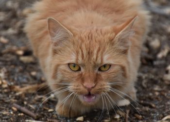 Cruzime fără margini la Bălți: o pisică, ucisă în bătaie de un bărbat