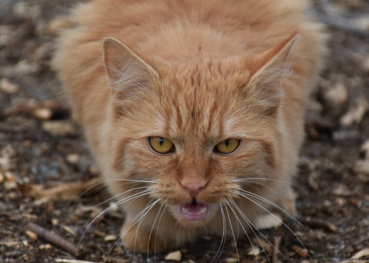 Cruzime fără margini la Bălți: o pisică, ucisă în bătaie de un bărbat