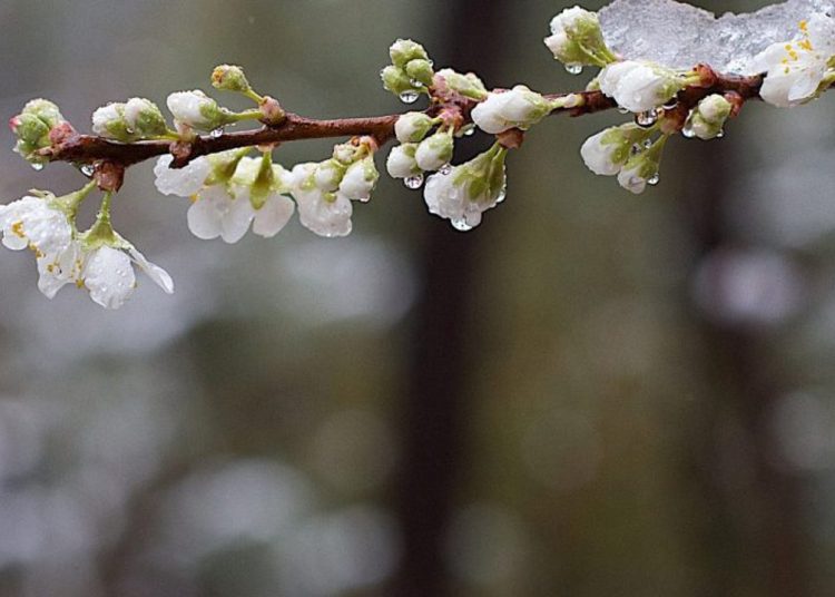 Înghețuri nocturne în Moldova. Codul galben a fost extins pentru 22 aprilie