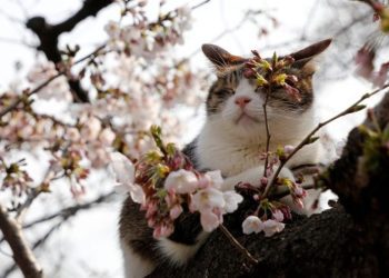 METEO // Cer variabil și temperaturi de până la plus 18 grade