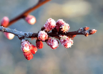 Cod Galben de îngheț în toată țara. Meteorologii prognozează temperaturi de până la -3°C