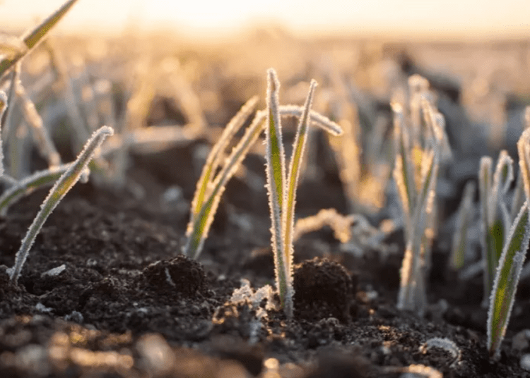 Aprilie cu înghețuri! Meteorologii au emis un nou Cod Galben