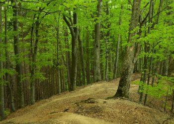Un băiețel român de doi ani, dat dispărut duminică în Suedia, a fost găsit în viață într-o pădure