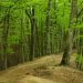Un băiețel român de doi ani, dat dispărut duminică în Suedia, a fost găsit în viață într-o pădure