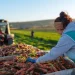 Moldova va beneficia de un proiect de 4 milioane de euro pentru modernizarea agriculturii