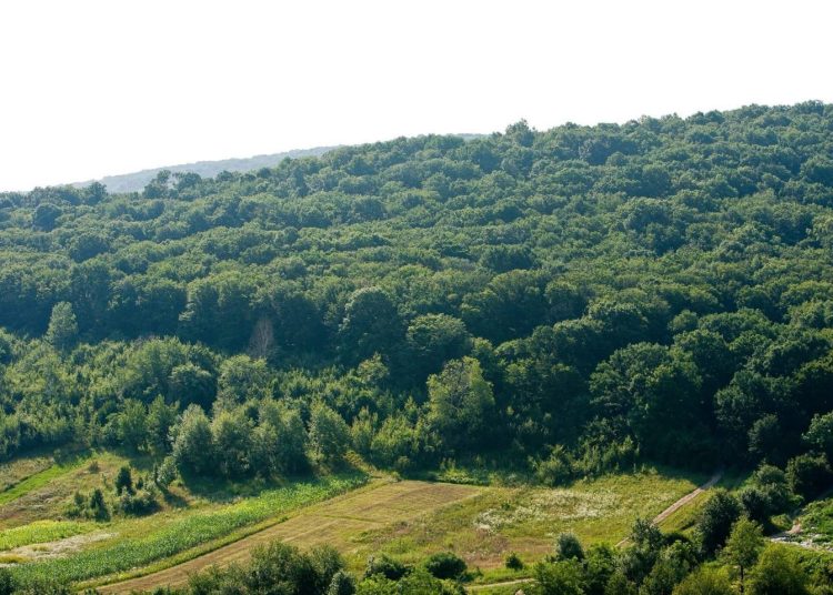 De la „Moldsilva” la „Pădurile Moldovei”. Eficientizarea costurilor de ordinul milioanelor și gestionarea fondului forestier