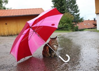 METEO // Temperaturi scăzute și vreme instabilă în nordul țării