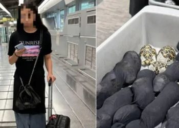 O tânără, prinsă pe aeroportul din Bangkok cu 30 de țestoase ascunse sub haine