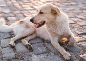 Un bărbat din Vărvăreuca s-a rănit după ce a încercat să împuște un câine fără stăpân