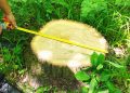 FOTO // Trei persoane prinse în flagrant în timp ce tăiau ilegal arbori la Ocnița