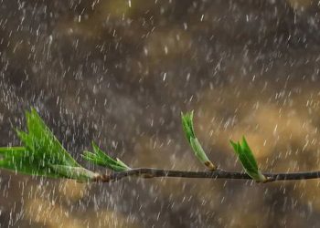 METEO // Temperaturi ridicate și ploi în nordul țării