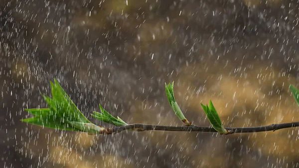 METEO // Temperaturi ridicate și ploi în nordul țării