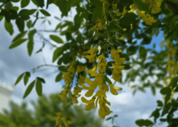 METEO // Cer noros și temperaturi de vară