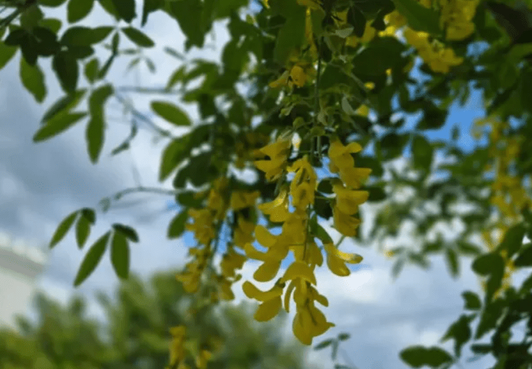 METEO // Cer noros și temperaturi de vară