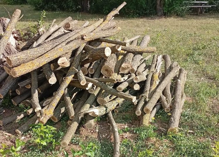 FOTO // Defrișare ilegală în fondul forestier din Șoldănești: Au fost tăiați 52 de arbori de salcâm