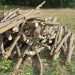 FOTO // Defrișare ilegală în fondul forestier din Șoldănești: Au fost tăiați 52 de arbori de salcâm