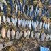 Două persoane, suspectate de braconaj pe Nistru în raionul Soroca. Au pescuit peste 55 de kilograme de pește