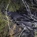 Drona căzută la Copanca are o încărcătură explozivă de 40 de kilograme. Geniștii urmează să o detoneze