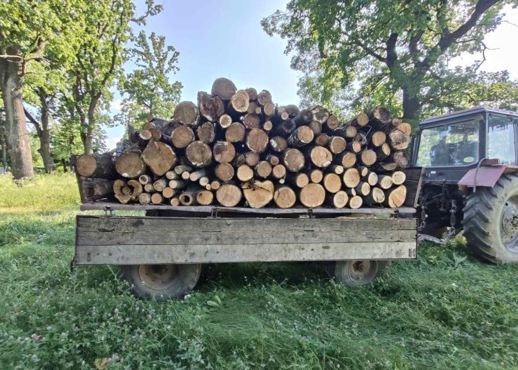 FOTO // Tăieri ilegale de arbori depistate în Ocolul Silvic Otaci. Inspectorii de mediu au sancționat făptașul