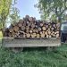 FOTO // Tăieri ilegale de arbori depistate în Ocolul Silvic Otaci. Inspectorii de mediu au sancționat făptașul