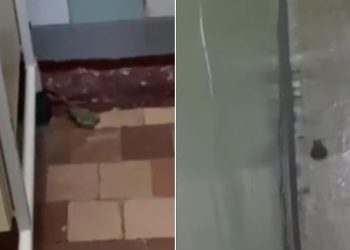 VIDEO // Broaște și șoareci în secția de boli infecțioase a Spitalului Raional Ștefan Vodă. Reacția ministrului Sănătății