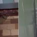 VIDEO // Broaște și șoareci în secția de boli infecțioase a Spitalului Raional Ștefan Vodă. Reacția ministrului Sănătății