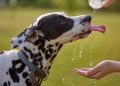 Cum protejăm animalele în zilele caniculare: sfaturile specialiștilor