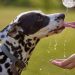 Cum protejăm animalele în zilele caniculare: sfaturile specialiștilor