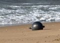 Sfere misterioase, aduse de valuri pe o plajă din Queensland. Populația a fost avertizată să nu le atingă