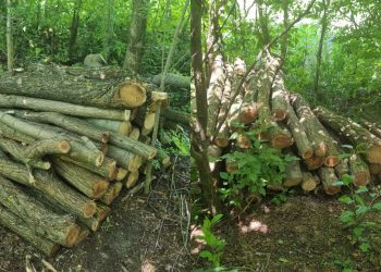 Zeci de arbori, tăiați ilegal în raionul Dondușeni. Prejudiciul adus mediului depășește 30 de mii de lei