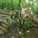 Zeci de arbori, tăiați ilegal în raionul Dondușeni. Prejudiciul adus mediului depășește 30 de mii de lei