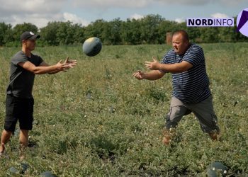 VIDEO // Gustul verii crește la Răuțel. Povestea unui agricultor care cultivă pepeni de diferite soiuri și și-a câștigat clienții prin calitate