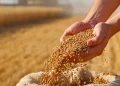Alimentele s-ar putea scumpi, după ce valul de căldură din Europa a distrus culturi de două miliarde de euro